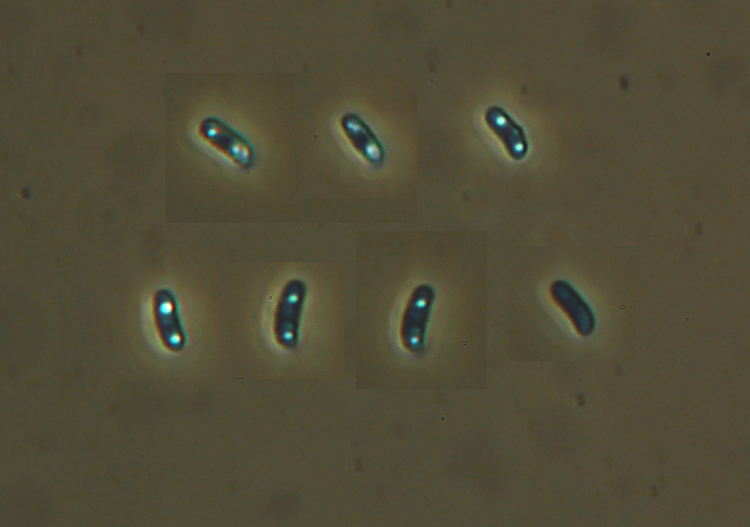 Ritrovamento n1 del 20-11-2011 (Phlebia radiata)